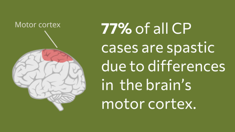 77% of all CP cases are spastic due to differences in the brain's motor cortex.